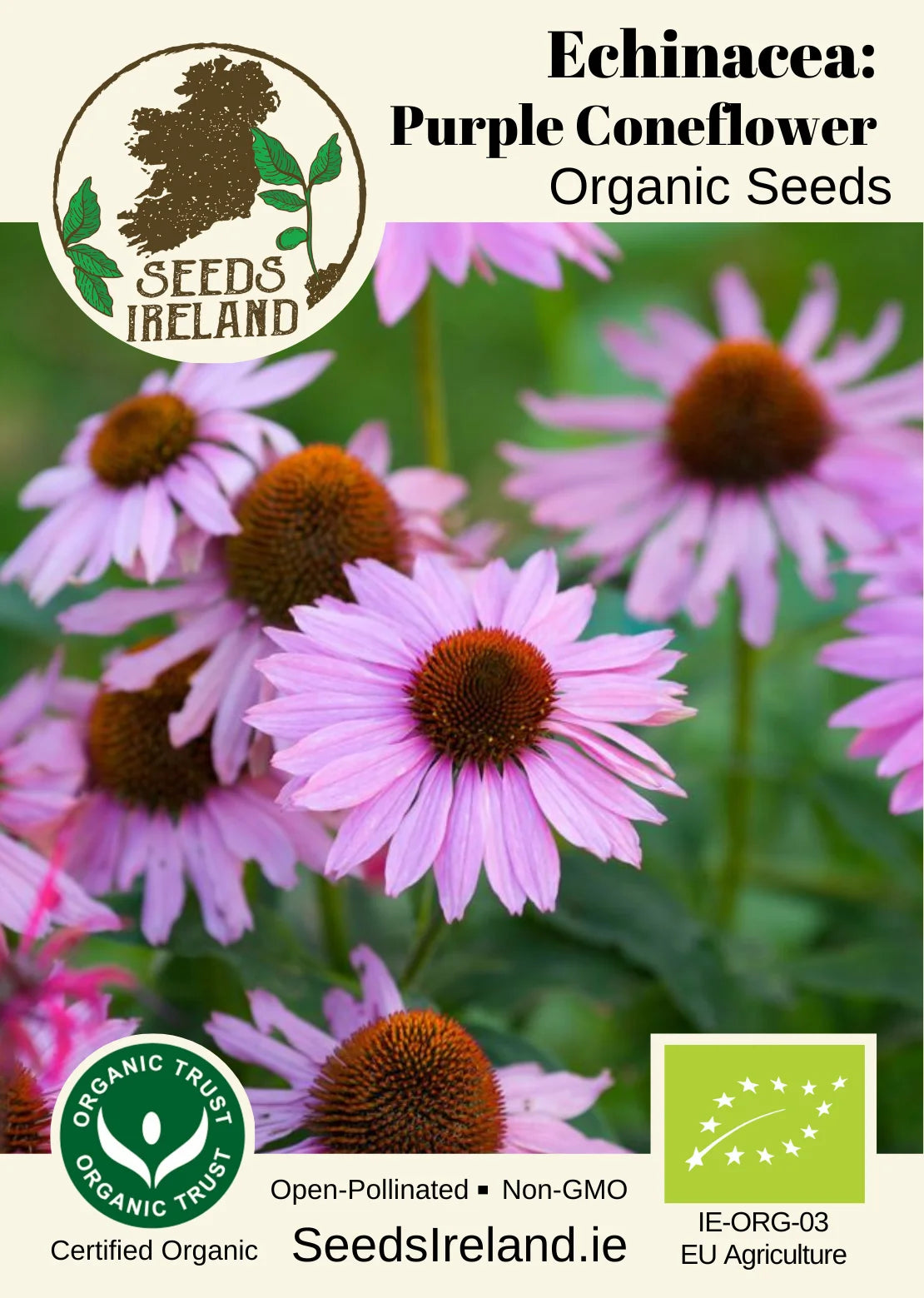 Echinacea Purpurea: Purple Coneflower Organic Seed