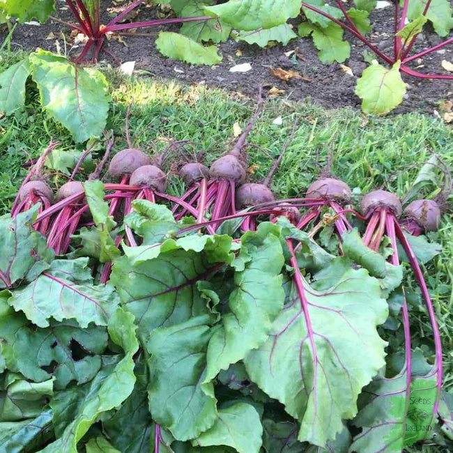 Egyptian Beetroot2