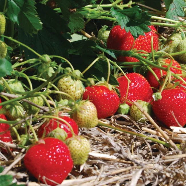 Elsanta Strawberry Roots/ Crown | Mid Season Variety
