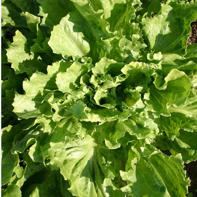 Endive: Batavian Broad Leaved Organic Seed