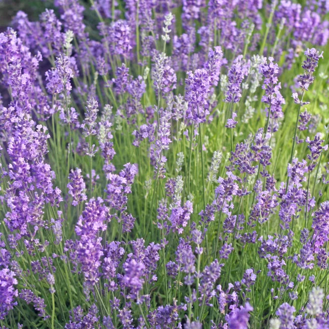 English Lavender