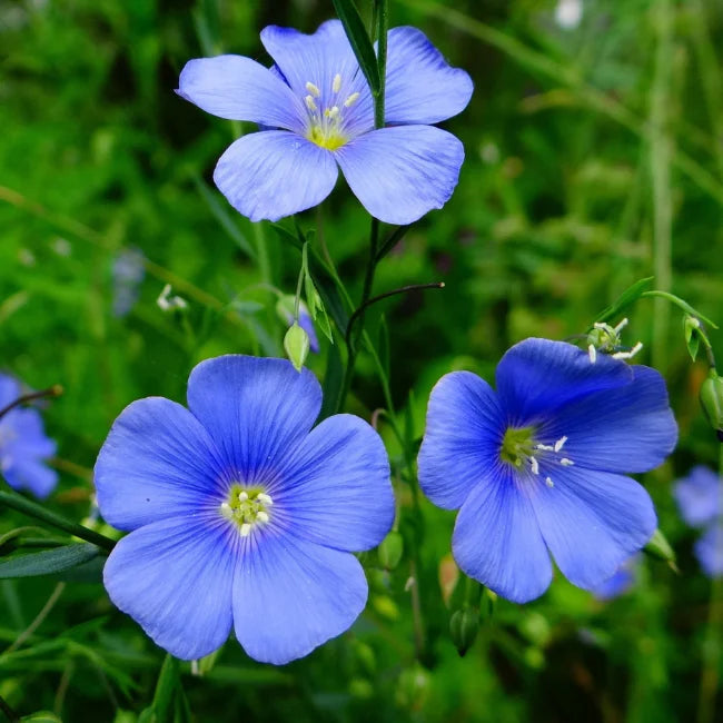 Flax Blue