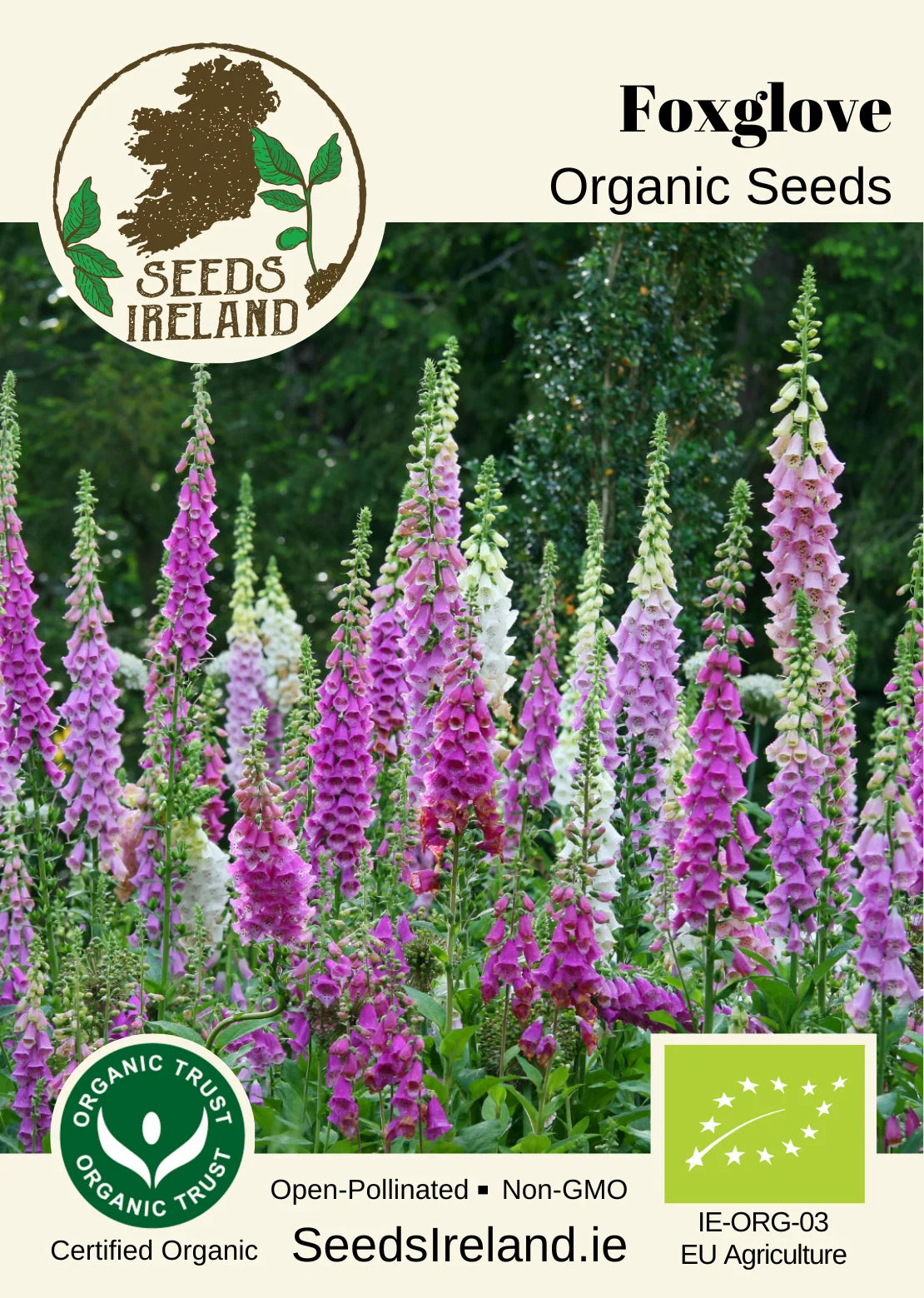 Foxglove Organic Seed