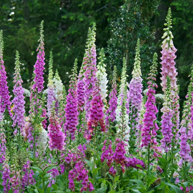 Foxglove