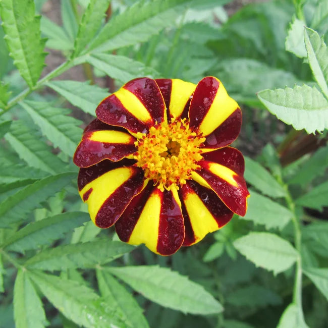 French Marigold Double Pinwheel