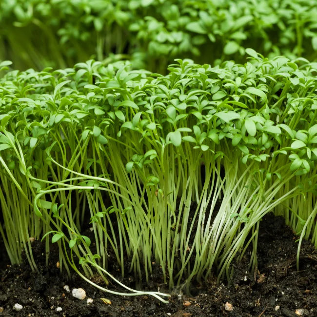 garden cress seeds plant Cress Seeds Ireland | Organic Vegetable Garden Seeds