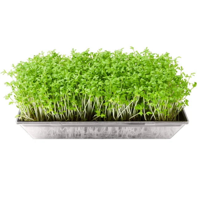 Garden Cress