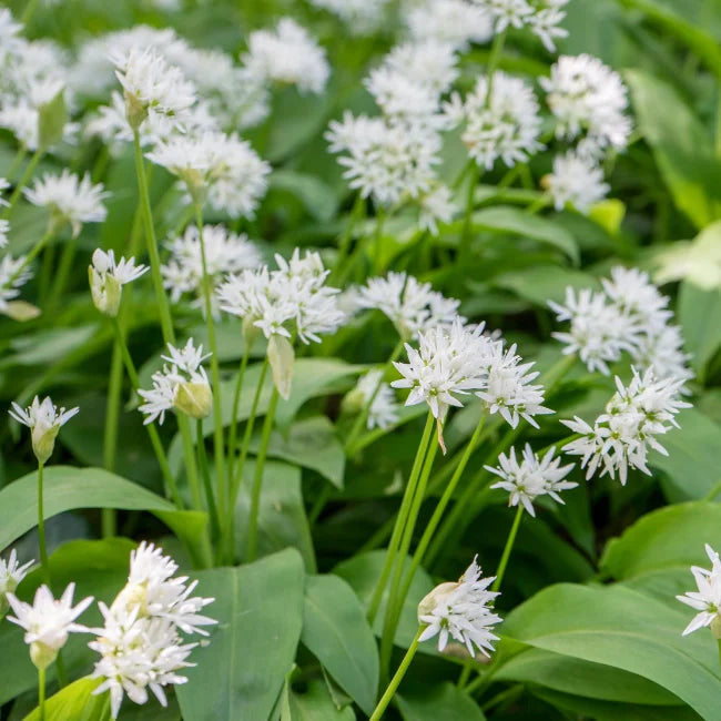 Garlic: Wild Organic Seed