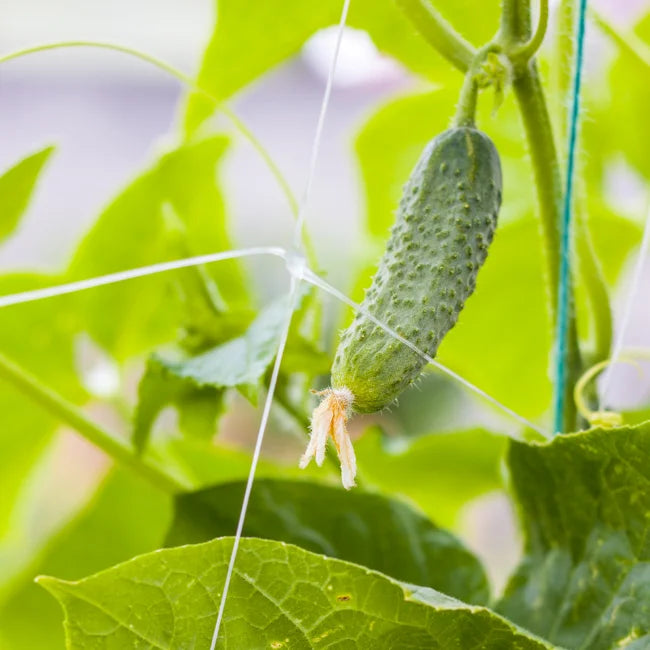 Gherkin Hokus