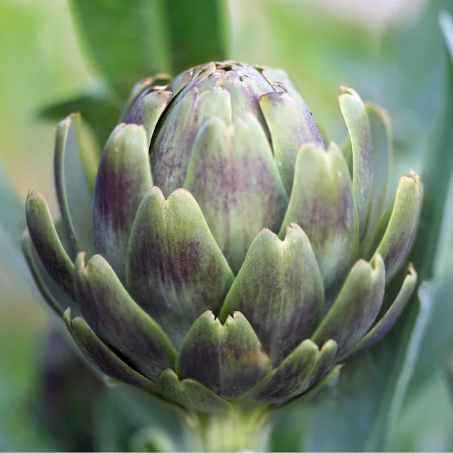 Globe Artichoke