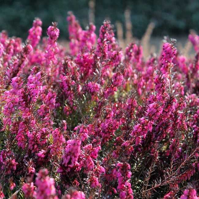 heather flower seeds Scotch Heather Seeds Ireland | Calluna vulgaris