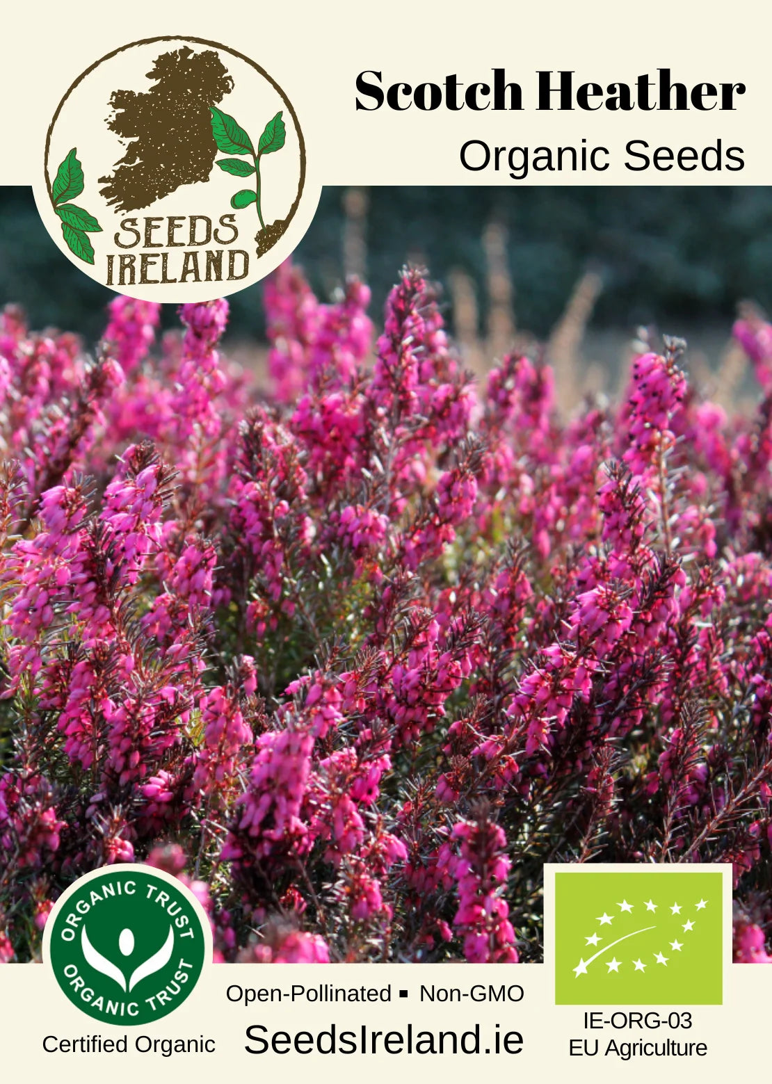 Scotch Heather Organic Seed