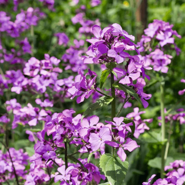 Honesty: Lunaria annua Conventional Seed