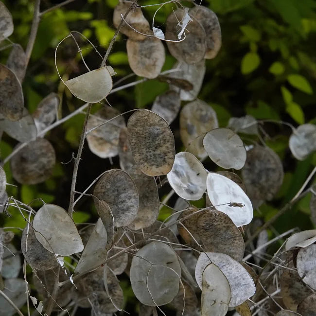 Honesty: Lunaria annua Conventional Seed