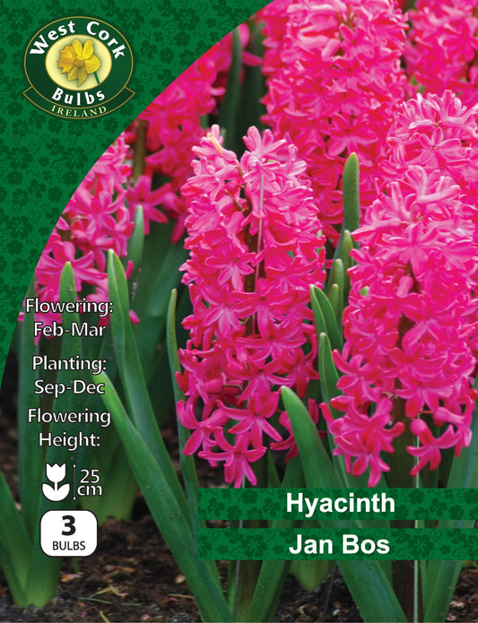 Hyacinth Bulbs: Jan Bos