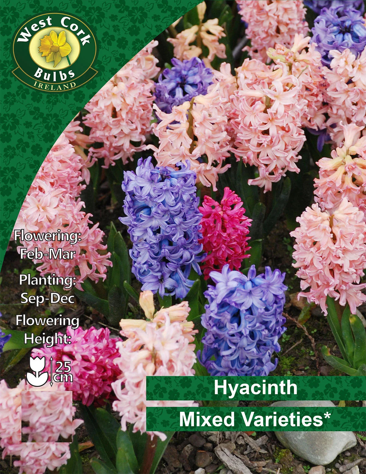 Mixed Colour Hyacinth Bulbs Ireland Small Packs & Bulk Available