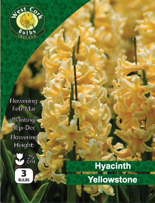 Hyacinth Bulbs: Yellowstone