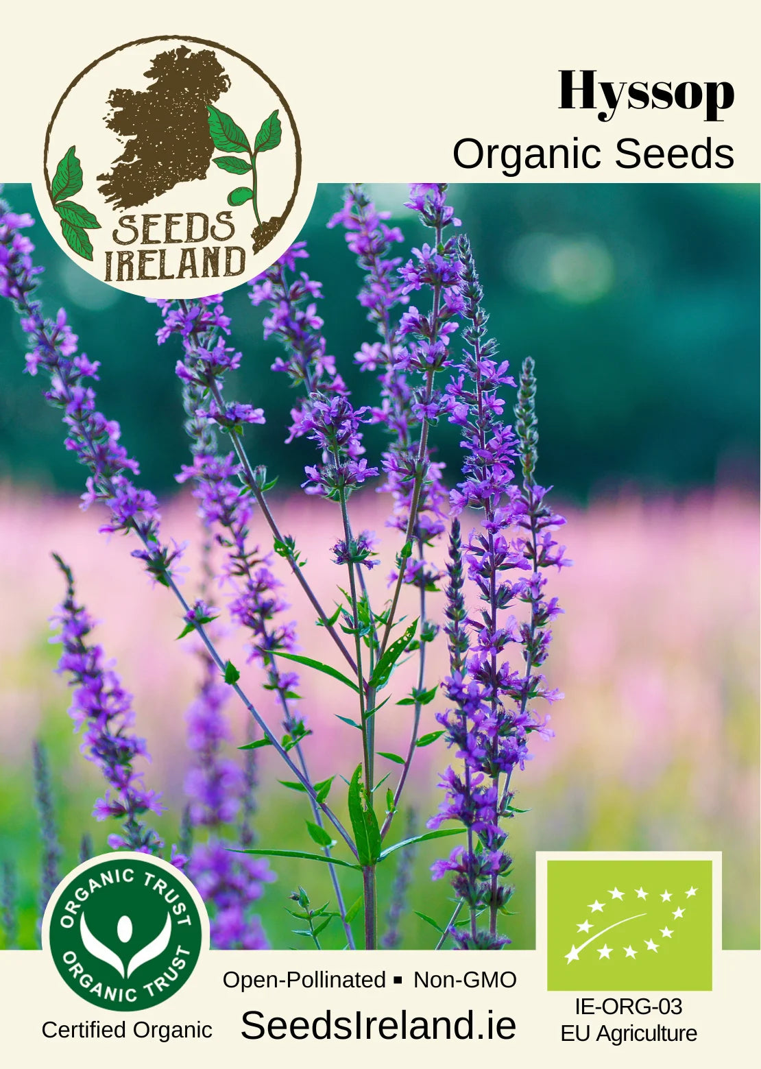 Hyssop Organic Seed