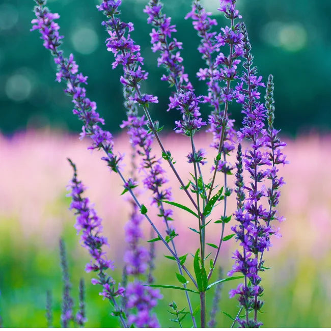 Hyssop in flower
