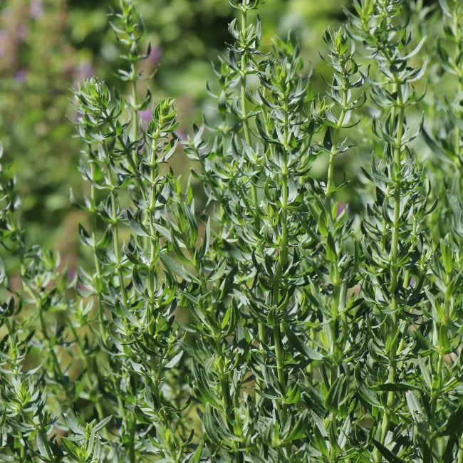 Hyssop