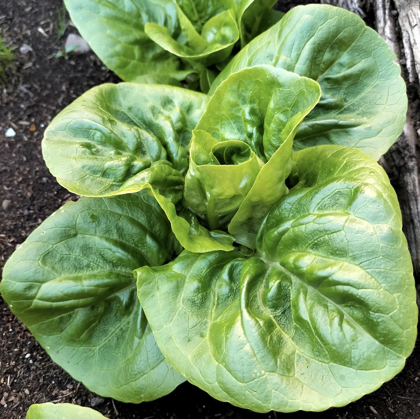 Lettuce Cos Little Gem