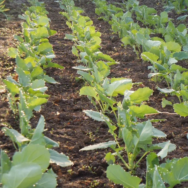 Kale: Uncle John's Organic Seed