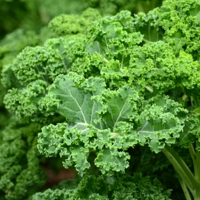 Kale Westland Winter