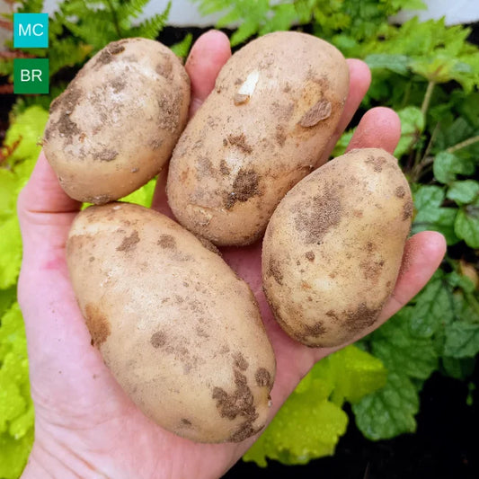 Seed Potatoes: Kelly