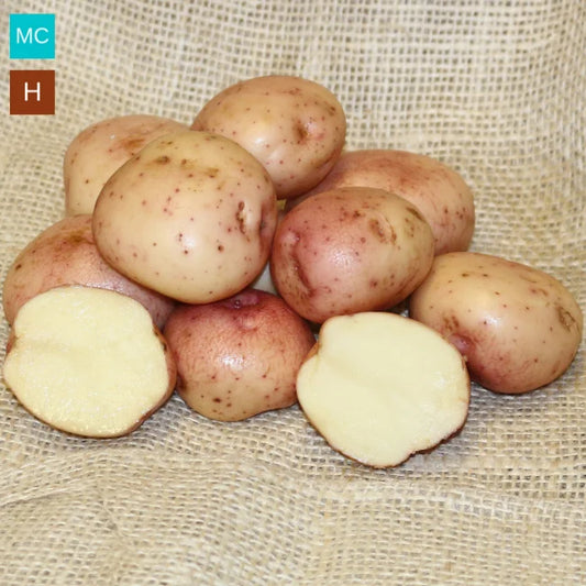 Kerrs Pink Seed Potatoes