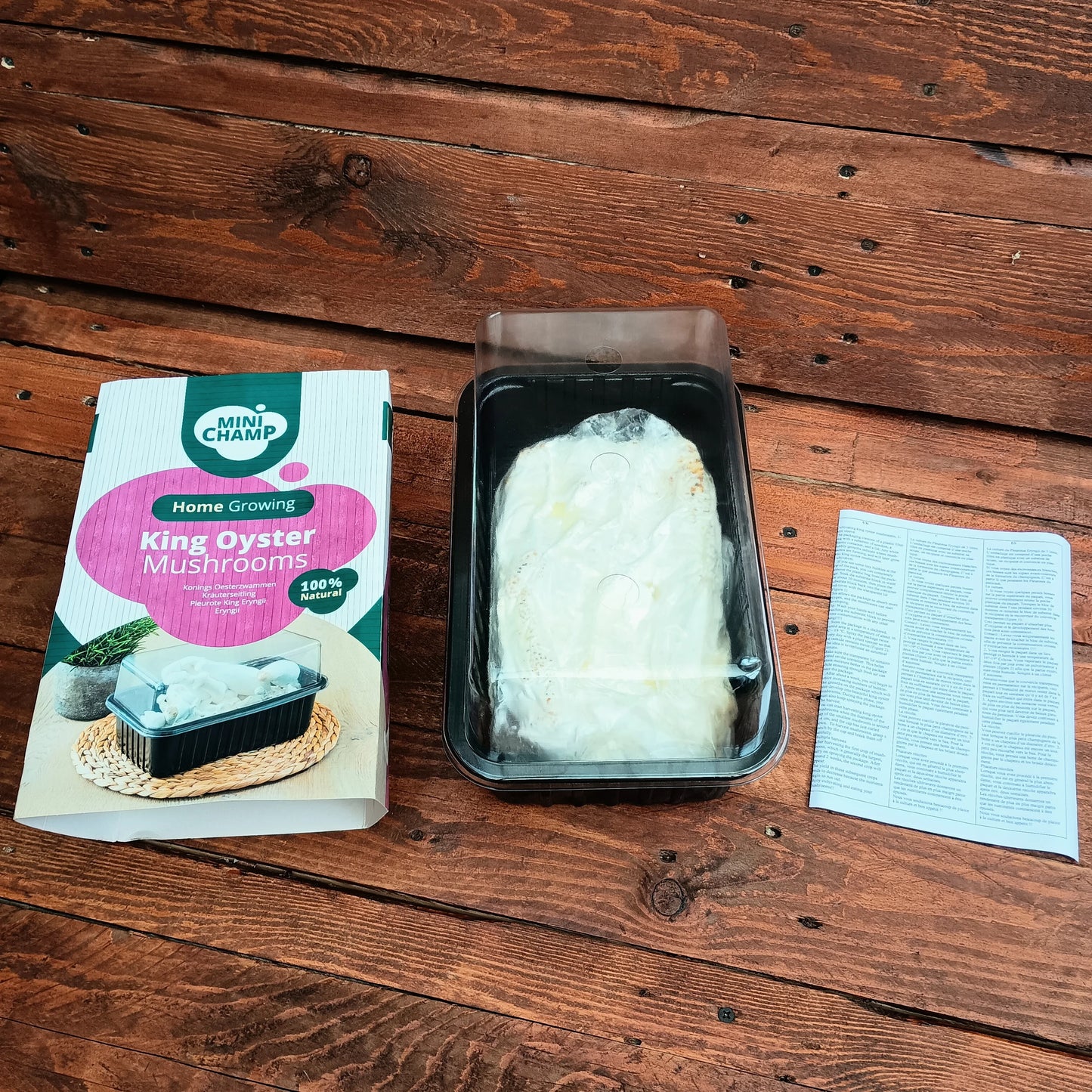 Rosa Austernpilz Growkit