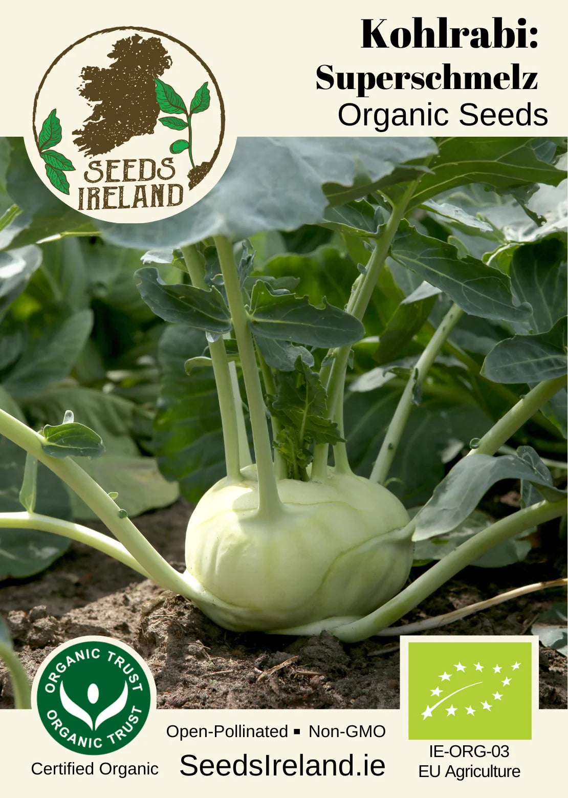 Kohlrabi: Superschmelz Organic Seed