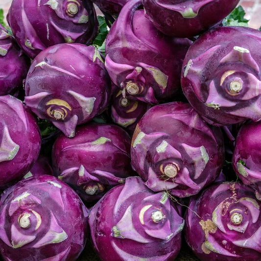 Kohlrabi: Delikatess Blue Organic Seed