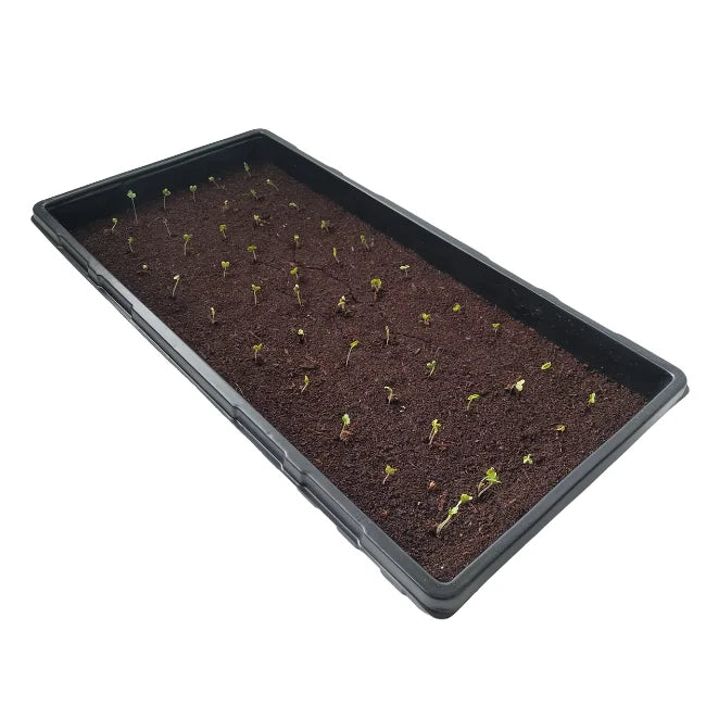 Large Tray No Holes