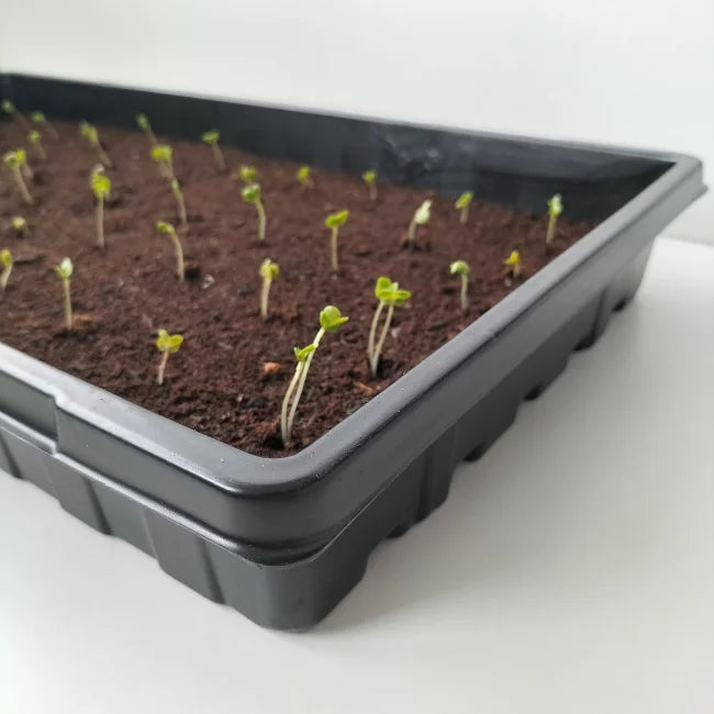 Large Tray