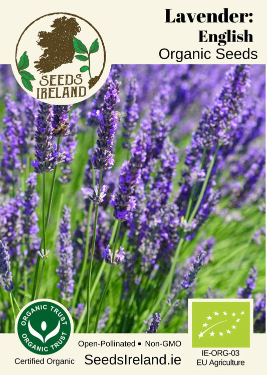 Lavender: English Organic Seed