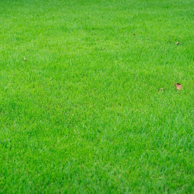 Lawn Seed 10kg