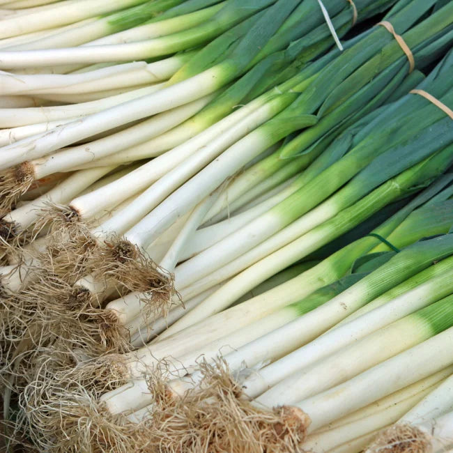 Leek American Flag