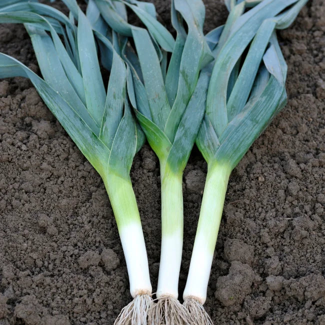 Leek Hilari