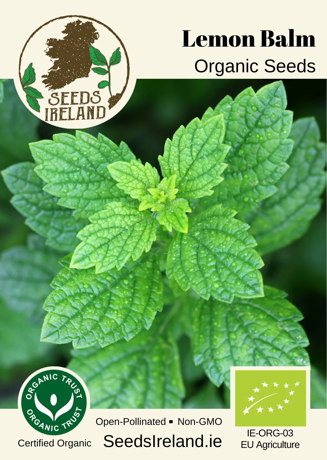 Lemon Balm Organic Seed