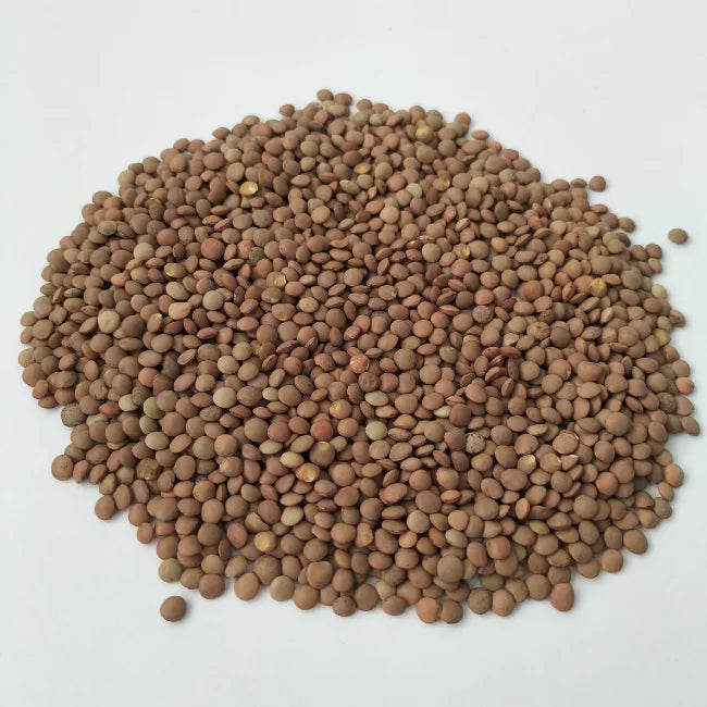 Lentil Seeds