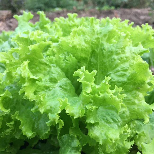 Lettuce Batavia Blonde de Paris