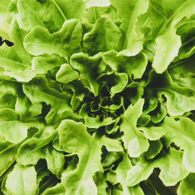 Lettuce Cut and Come Again Catalogna
