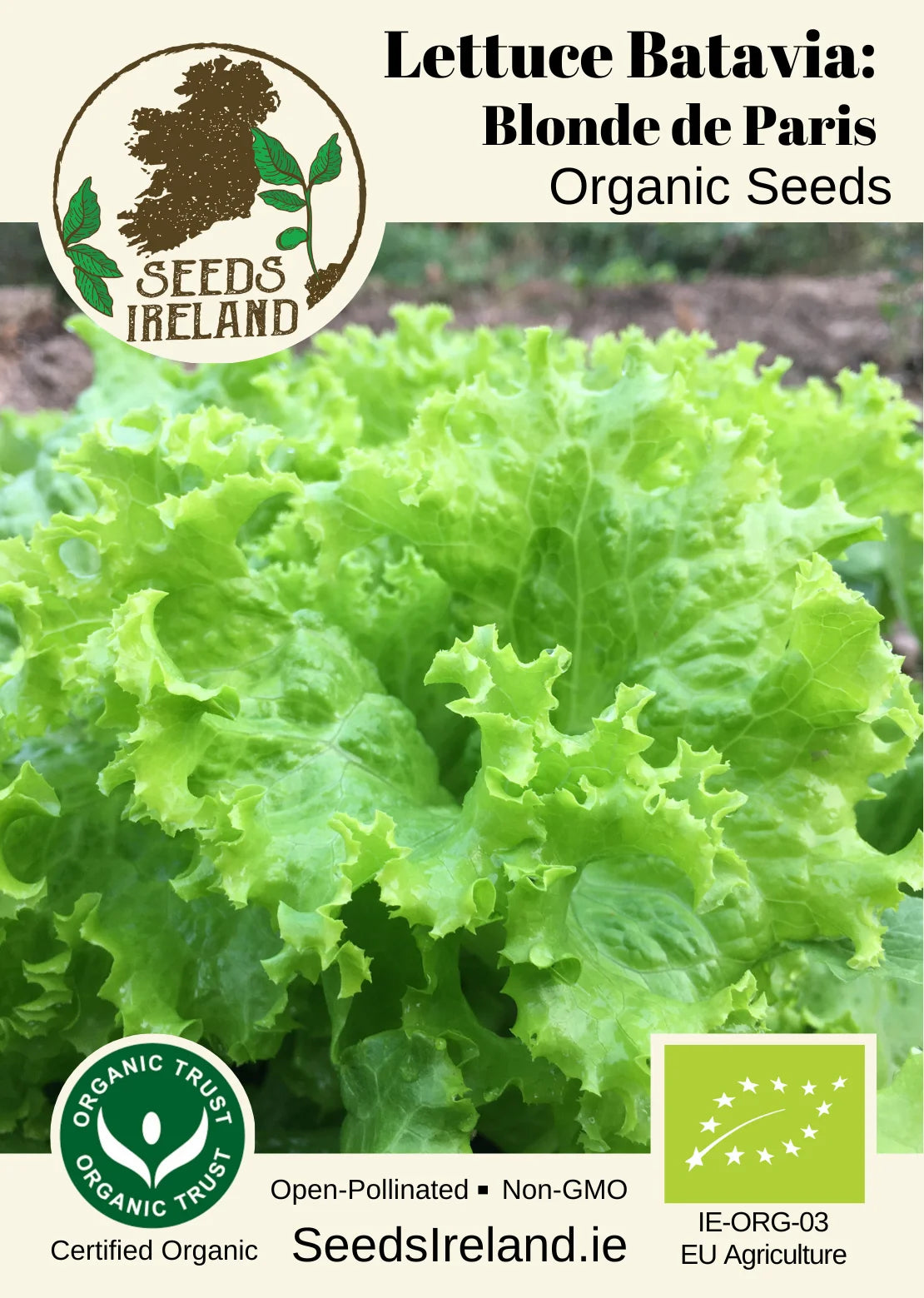 Lettuce Batavia: Blonde De Paris Organic Seed