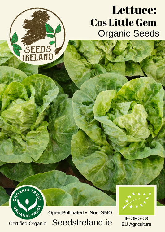 Lettuce: Cos Little Gem Organic Seed
