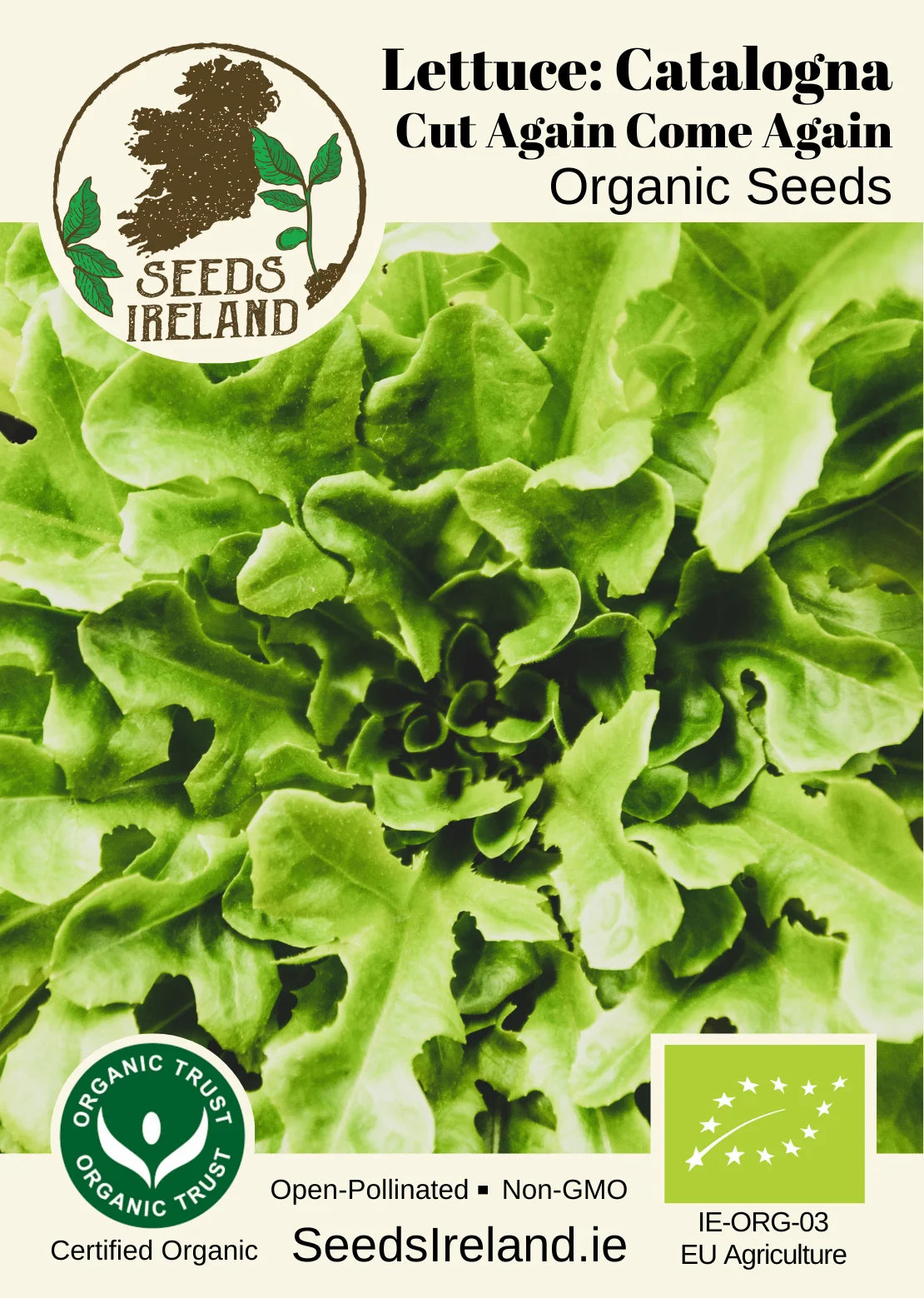 Lettuce: Cut and Come Again Catalogna Organic Seed