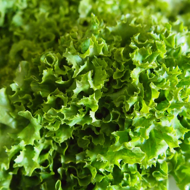 Lettuce Green Salad Bowl