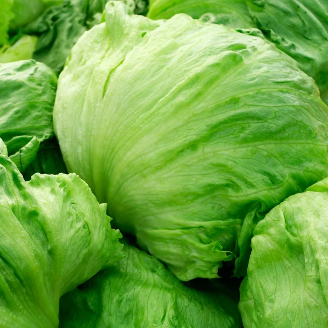 Lettuce Iceberg Saladin