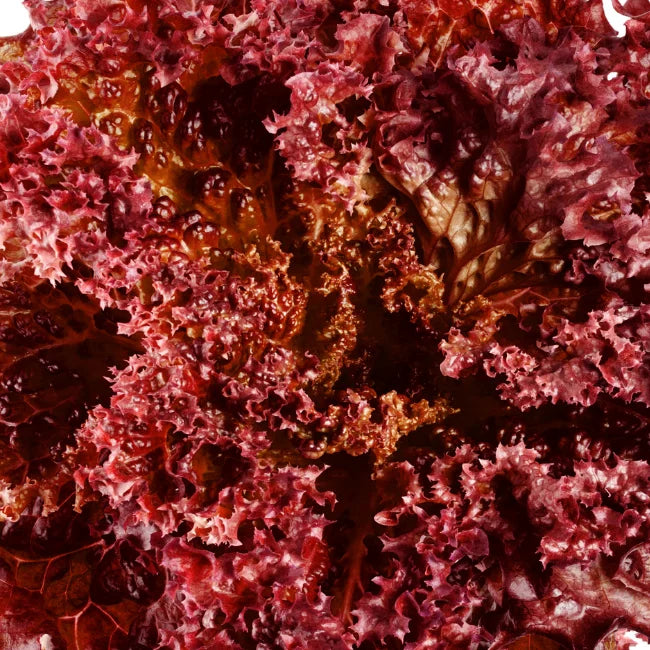 Lettuce Lollo Rossa