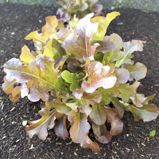 Lettuce Oak Leaf Red Salad Bowl