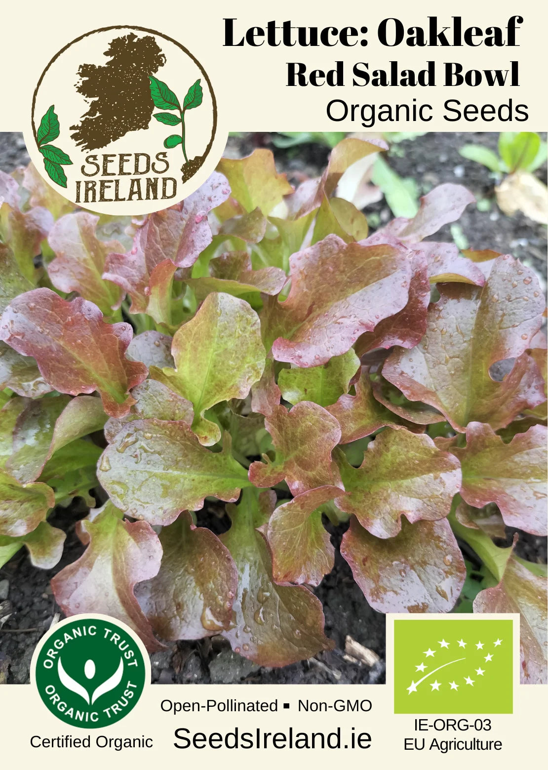 Lettuce: (Oakleaf) Red Salad Bowl Organic Seed